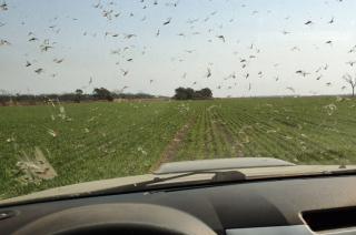 Incrementan el monitoreo de langostas y plagas ante las altas temperaturas y la sequiacutea