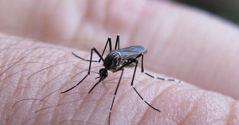 Recomendaciones para prevenir el dengue