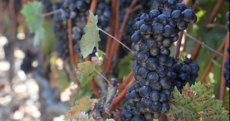 La producción de uvas afectada por las condiciones clim�ticas adversas