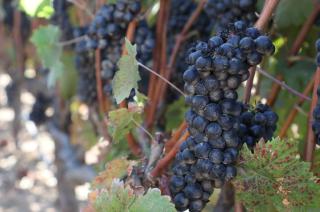 La producción de uvas afectada por las condiciones clim�ticas adversas