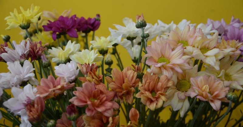 El comercio de las flores en jaque por el calor