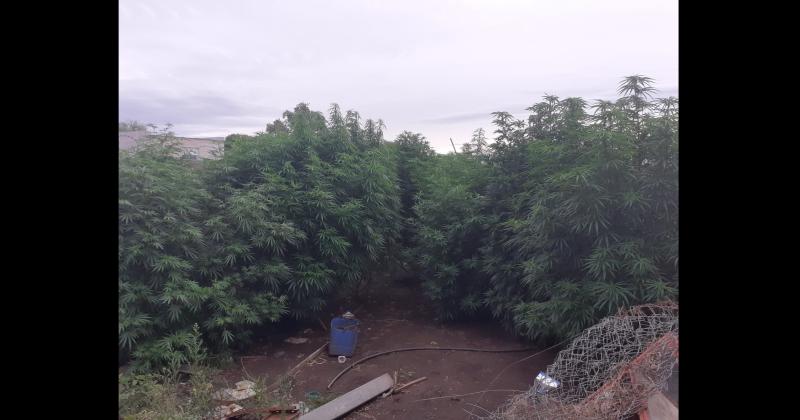 Pidieron la detencioacuten del duentildeo de once plantas de marihuana