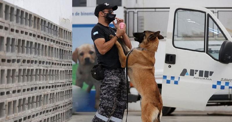 Perros de servicio- un centro argentino capacitaraacute a las aduanas de la regioacuten