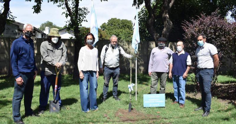 En la plazoleta José Hern�ndez se plantó un ejemplar de Cina Cina �rbol autóctono de follaje brillante