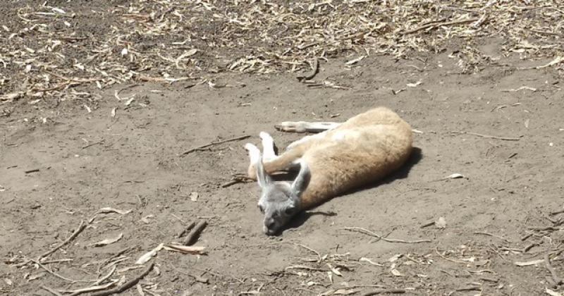 Reproduccioacuten y Conservacioacuten-  nacieron guanacos en La Maacutexima