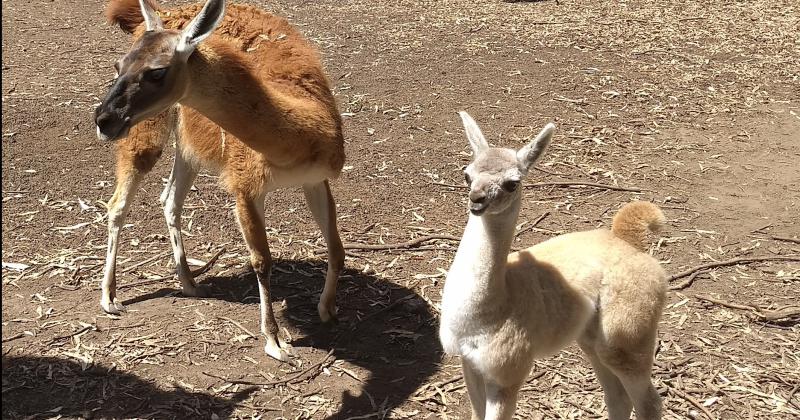 Reproduccioacuten y Conservacioacuten-  nacieron guanacos en La Maacutexima