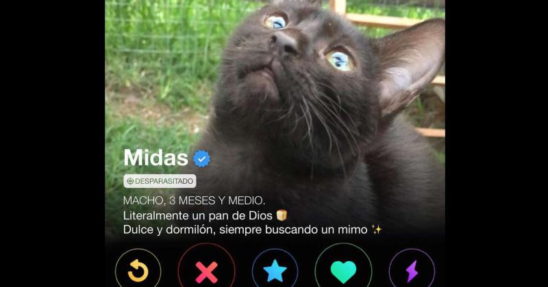 Gatitinder- un refugio de mascotas les busca hogar a 35 gatos rescatados