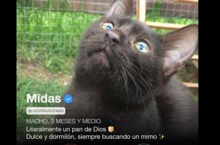 Gatitinder- un refugio de mascotas les busca hogar a 35 gatos rescatados