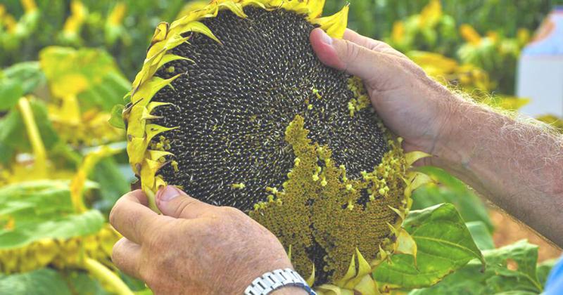 Recortan las estimacioacuten de produccioacuten de girasol hasta las 33 millones de toneladas