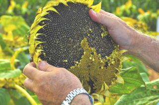 Recortan las estimacioacuten de produccioacuten de girasol hasta las 33 millones de toneladas