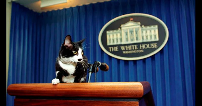 La razón por la que se festeja el Día del Gato el 20 de febrero se debe a Socks un gatito que fue el animal de compañía de la familia Clinton