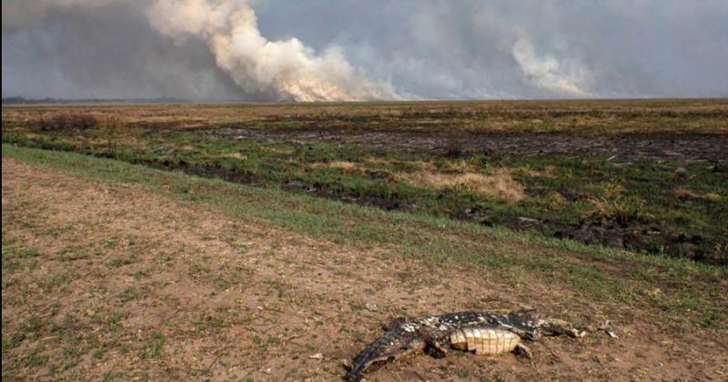 Los campos no van a poder alimentar a los animales por las dos próximas campañas productivas consideró Domínguez