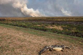 Los campos no van a poder alimentar a los animales por las dos próximas campañas productivas consideró Domínguez