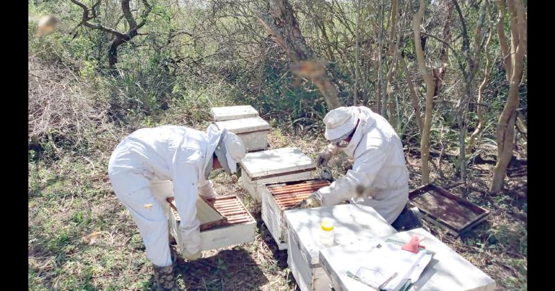 Los especialistas señalan la necesidad de realizar un monitoreo y control temprano de la parasitosis para mejorar las condiciones de las colmenas