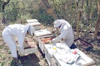 Los especialistas señalan la necesidad de realizar un monitoreo y control temprano de la parasitosis para mejorar las condiciones de las colmenas