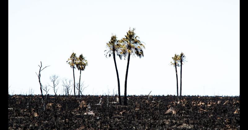 Fundacioacuten Rewilding en el Iberaacute- La naturaleza es resiliente y se va recuperar