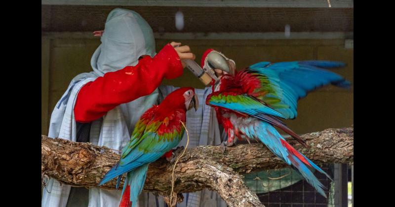 Fundacioacuten Rewilding en el Iberaacute- La naturaleza es resiliente y se va recuperar