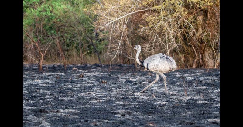 Fundacioacuten Rewilding en el Iberaacute- La naturaleza es resiliente y se va recuperar