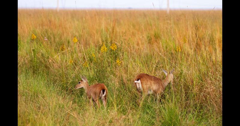 Fundacioacuten Rewilding en el Iberaacute- La naturaleza es resiliente y se va recuperar