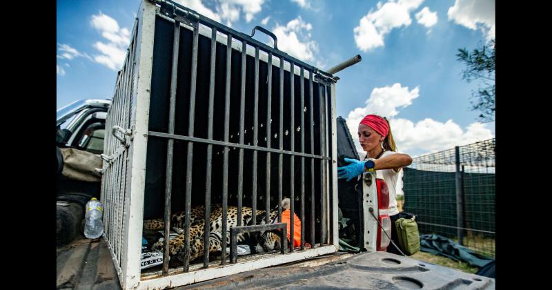 Fundacioacuten Rewilding en el Iberaacute- La naturaleza es resiliente y se va recuperar