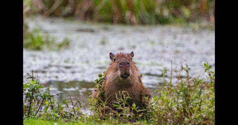 Fundacioacuten Rewilding en el Iberaacute- La naturaleza es resiliente y se va recuperar