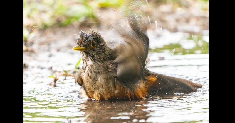 Fundacioacuten Rewilding en el Iberaacute- La naturaleza es resiliente y se va recuperar