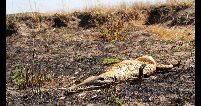 Fundacioacuten Rewilding en el Iberaacute- La naturaleza es resiliente y se va recuperar