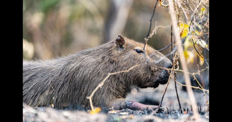 Fundacioacuten Rewilding en el Iberaacute- La naturaleza es resiliente y se va recuperar