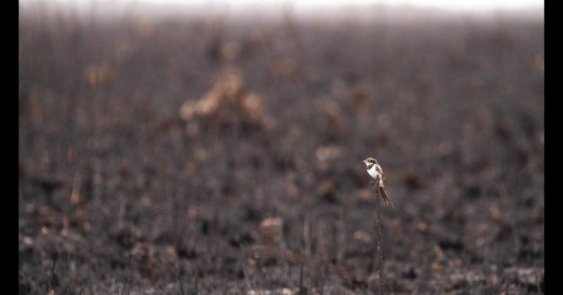 Fundacioacuten Rewilding en el Iberaacute- La naturaleza es resiliente y se va recuperar