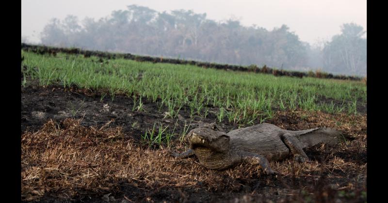 Fundacioacuten Rewilding en el Iberaacute- La naturaleza es resiliente y se va recuperar