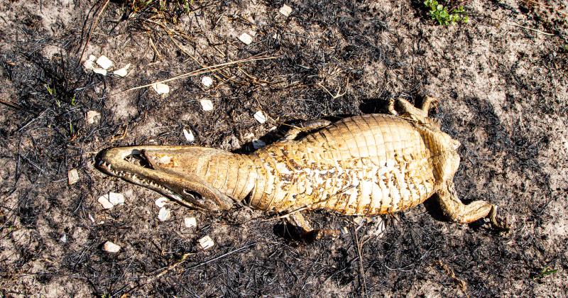 Fundacioacuten Rewilding en el Iberaacute- La naturaleza es resiliente y se va recuperar