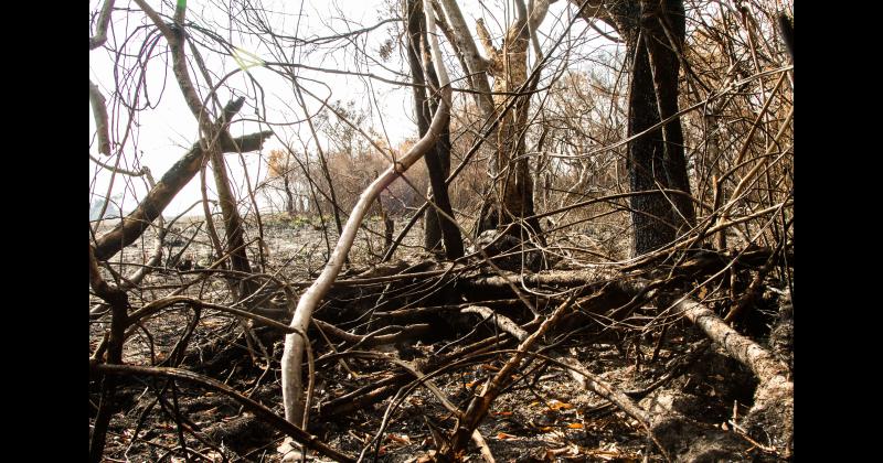 Fundacioacuten Rewilding en el Iberaacute- La naturaleza es resiliente y se va recuperar