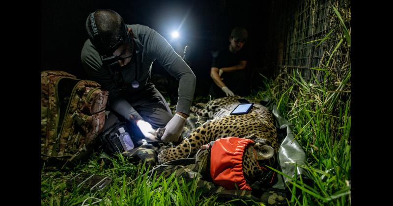 Fundacioacuten Rewilding en el Iberaacute- La naturaleza es resiliente y se va recuperar