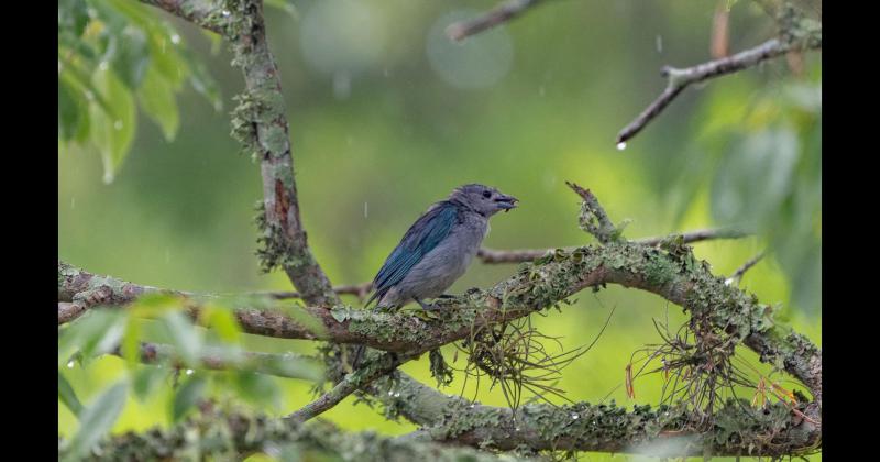 Fundacioacuten Rewilding en el Iberaacute- La naturaleza es resiliente y se va recuperar