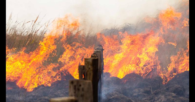 Fundacioacuten Rewilding en el Iberaacute- La naturaleza es resiliente y se va recuperar