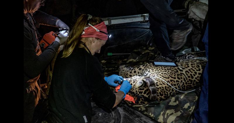 Fundacioacuten Rewilding en el Iberaacute- La naturaleza es resiliente y se va recuperar