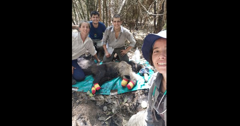 Fundacioacuten Rewilding en el Iberaacute- La naturaleza es resiliente y se va recuperar