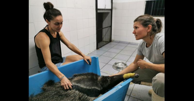 Fundacioacuten Rewilding en el Iberaacute- La naturaleza es resiliente y se va recuperar