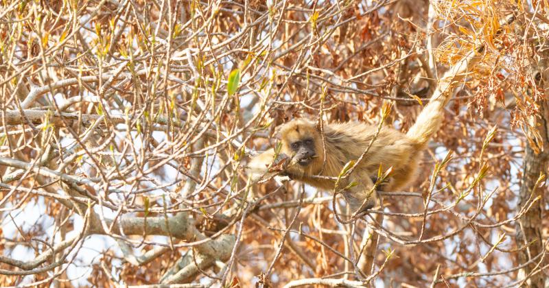 Fundacioacuten Rewilding en el Iberaacute- La naturaleza es resiliente y se va recuperar