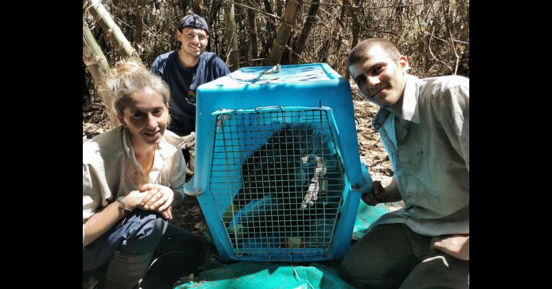 Fundacioacuten Rewilding en el Iberaacute- La naturaleza es resiliente y se va recuperar