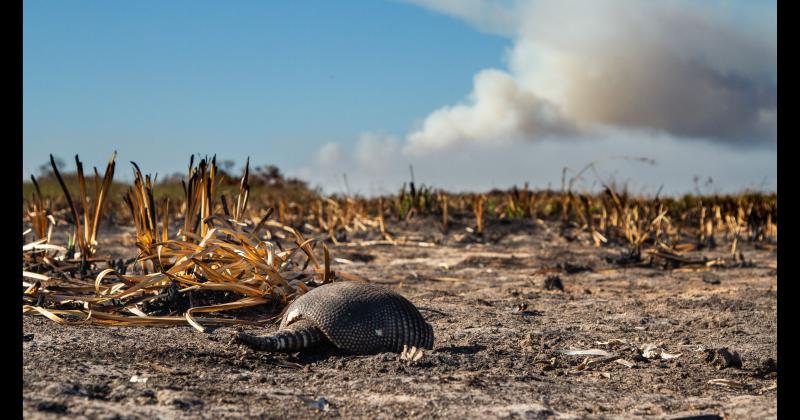 Fundacioacuten Rewilding en el Iberaacute- La naturaleza es resiliente y se va recuperar