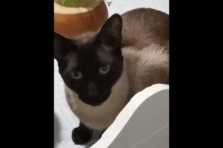 Buscan a Zeus un gato siameacutes