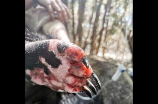 Fundacioacuten Rewilding en el Iberaacute- La naturaleza es resiliente y se va recuperar