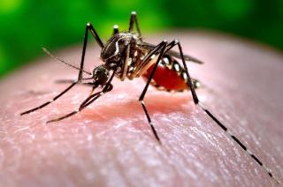 Detectaron la presencia del mosquito Aedes aegypti en varios barrios de la ciudad