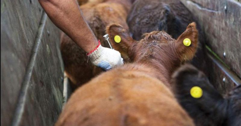 La campaña antiaftosa que se inició incluye a todas las categorías de vacunos y se extender hasta el 6 de mayo