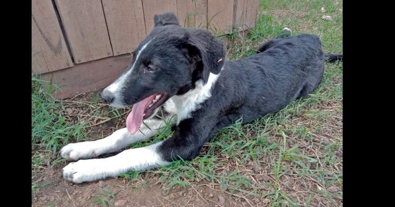 Viernes de Adopciones- incentivan la  tenencia responsable desde Bromatologiacutea