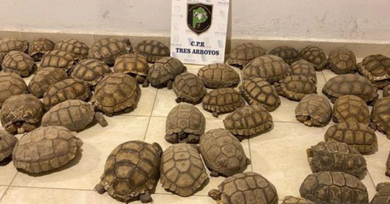 Encuentran tortugas en un domicilio