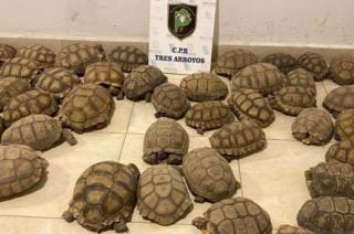 Encuentran tortugas en un domicilio