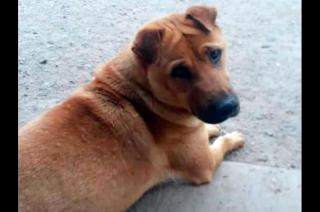 Buscan a Ciruela en San Vicente