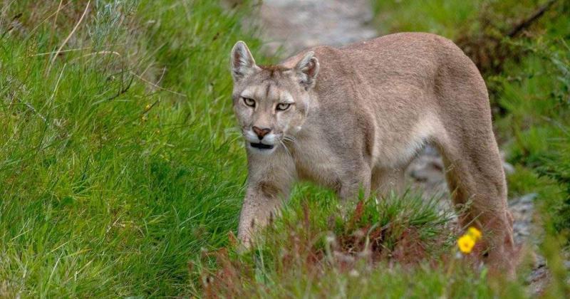 Un puma que causó el accidente de una familia olavarriense puso en agenda un fenómeno cada vez ms marcado